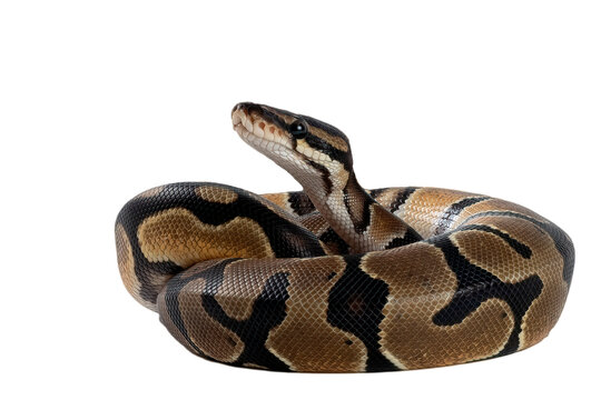 A beautiful ball python snake coiled up on a white background