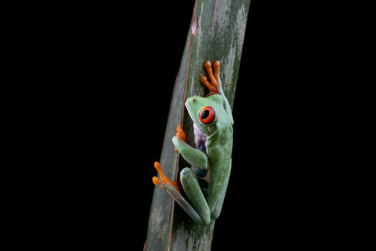 Red eyed tree frog clinging to a green plant stem