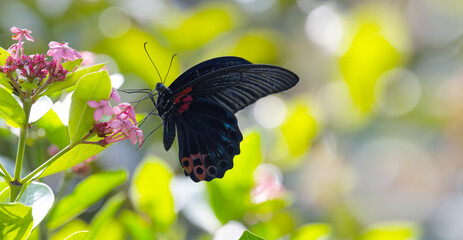 Great Mormon (Papilio memnon heronus) butterfly nectaring and feeding on nectar, macro closeup in tranquil nature with soft bokeh green background and copy space © Hong.W.Jean