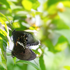 Common Mormon (Papilio polytes) butterfly mating pair resting on green leaves, macro closeup in tranquil nature with soft bokeh green background and copy space © Hong.W.Jean
