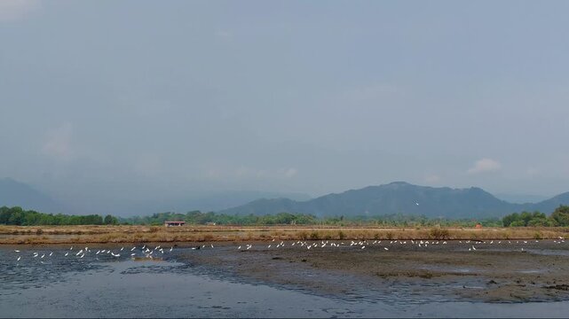 Flock of white egrets flying and foraging in a drained fishpond during harvest time