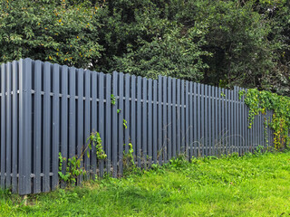 Fototapeta premium Long grey metal fence with green climbing vines