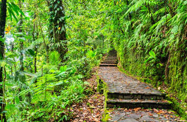 Obraz premium Stone path and stairs leading through dense tropical rainforest vegetation towards the Carbet Falls in Guadeloupe, Caribbean France