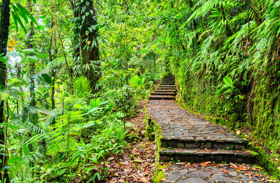 Stone path and stairs leading through dense tropical rainforest vegetation towards the Carbet Falls in Guadeloupe, Caribbean France