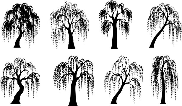 Set of eight detailed black vector silhouettes of weeping willow trees in various natural shapes, featuring drooping branches and foliage, isolated on a clean white background for design.