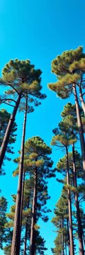 Pine trees standing tall against clear blue sky, country, silhouette