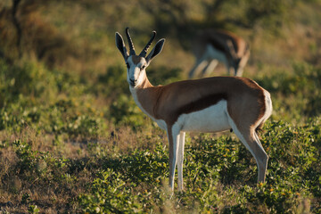 Springbok standing alert in low golden light © Luigi