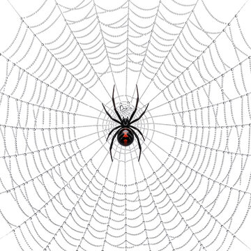 Black widow spider on white web
