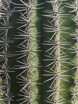Close up of a cactus on La Palma, Canary Islands, Spain.