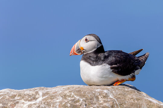 Atlantic puffin (Fratercula arctica) on the cliffs of Lunga in the Treshnish Isles in Scotland.