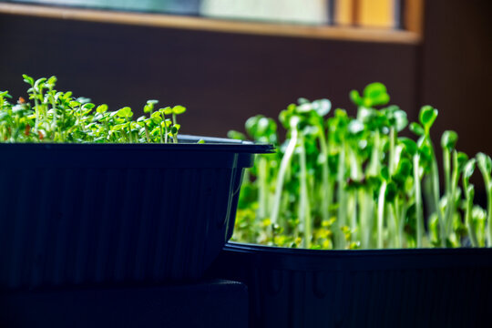 Fresh green microgreens and sprouts growing in black plastic trays on wooden windowsill illuminated by natural sunlight for healthy organic home gardening