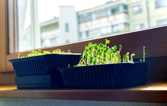 Fresh green microgreens and young plant sprouts growing in black plastic trays on a sunny apartment windowsill