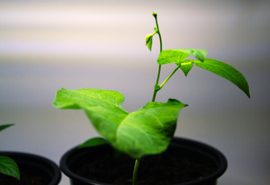 Young green asparagus bean seedling plant growing in a black plastic pot indoors on a blurred light background