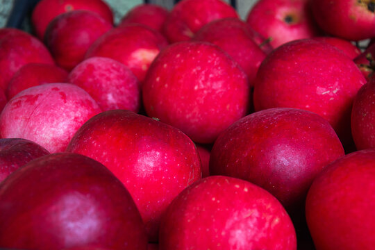 Sweet juicy red apples piled up in grocery store display for customer selection during autumn season