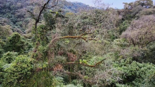 Mossy tree crowns draped with epiphytes rise above dense Yungas forest on a humid mountain slope.