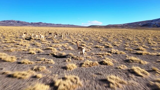 Vicu&ntilde;as run across a dry high-altitude steppe surrounded by Andean mountains under clear blue sky, seen from a low fast-moving drone tracking shot in Laguna Blanca, Argentina.