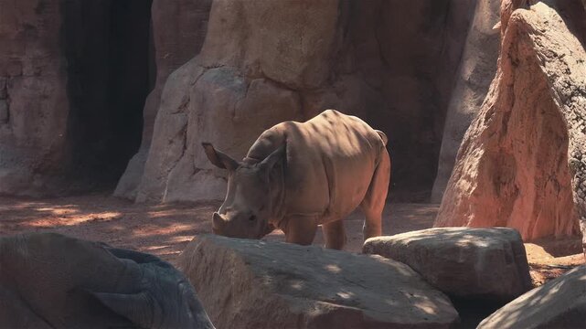 A young rhinoceros explores its rocky habitat with its parents nearby.