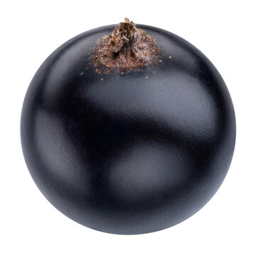 Single black currant isolated on white background with clipping path close up. Top view fresh juicy currant black. Professional food photography