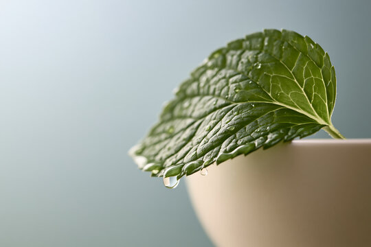 Macro Shot of Single Green Mint Leaf Edge with Dripping Water Drop resting on White Ceramic Cup Rim