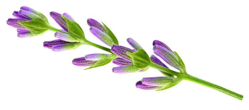 Fresh lavender sprig isolated on white background with clipping path. Aromatic purple floral branch for packaging design. Full depth of field