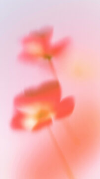 抽象的, ぼかし, フラワーアート, 花, 柔らかい色, パステルカラー, アート写真, 背景用, 穏やか, やさしい雰囲気, ドリーミー, ピンク, オレンジ, ライトブルー, 霞んだ, 美しい背景, ふんわり, 柔らかい, 植物, 自然, 風景, 静けさ, 癒し, ソフトフォーカス, スローフォト, 花びら, 春, 芸術的, エレガント, グラデーション, ロマンチック, クリーン, ミニマル