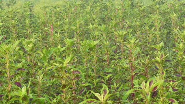 lush green amaranth crop growing densely in a field