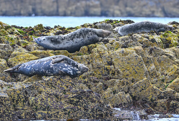 Phoques gris, Seahouses © Sebastien
