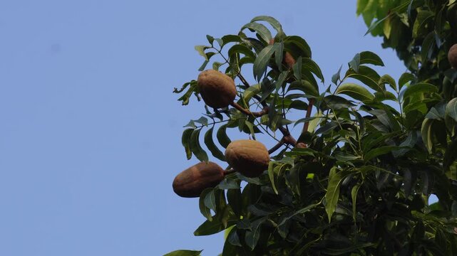 ripe sapodilla fruits growing on a lush green tree