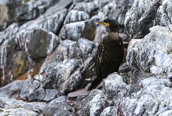 Cormoran huppé, Farne Island © Sebastien