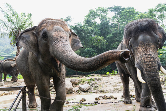 Asian elephant herd and wildlife conservation concept, friendly elephant extending long trunk toward camera in sanctuary, symbolizing animal ecotourism, biodiversity, and gentle giant.