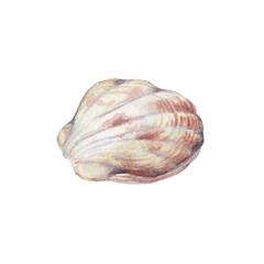 Watercolor bivalve clam shell illustration, hand painted Scallop cockle seashell isolated on white background, nautical ocean element print. © arxichtu4ki