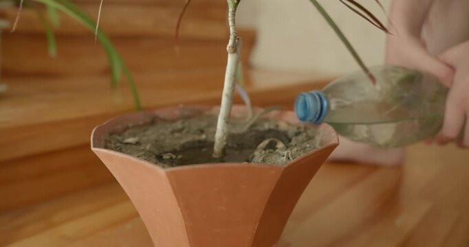 Close-up children's hands watering plants at home. 4K 10-bit