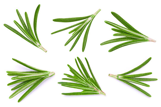 Rosemary branches set element. Fresh organic green sprigs isolated on white background. Full depth of field