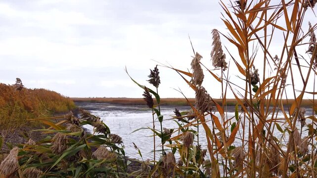 Autumn reeds by a calm water shore.