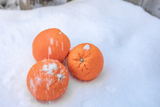 Ripe oranges covered with dusting of fresh white snow outdoors, winter immune boost concept, seasonal citrus fruit with frost texture and space for text