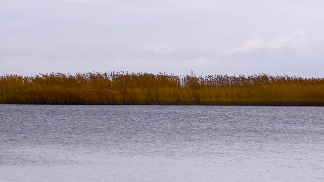 Autumn reeds by a calm water shore.