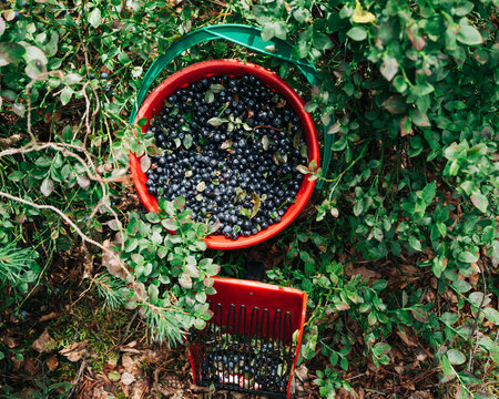 Freshly picked wild blueberries in a red bucket