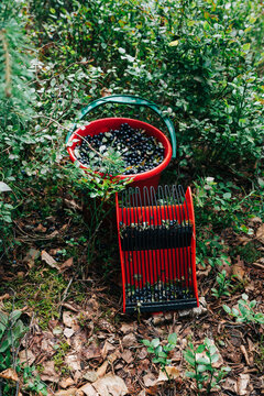 Red bucket and berry rake full of wild blueberries