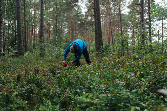 Man clearing dense undergrowth in a forest with a power tool