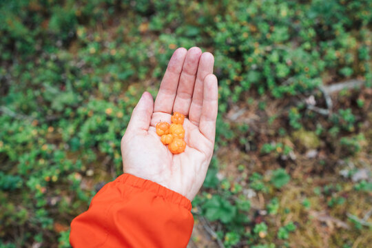 Person holding a handful of ripe cloudberries