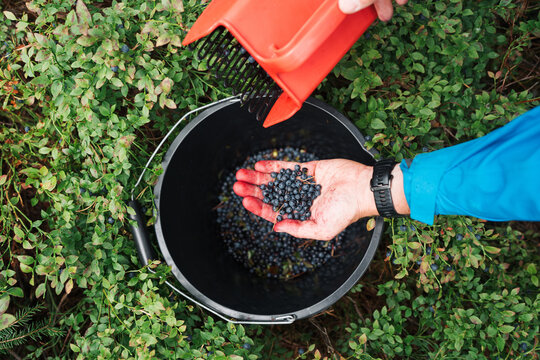Overhead view of person harvesting wild blueberries in forest