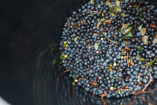 Freshly picked wild blueberries filling a dark bucket