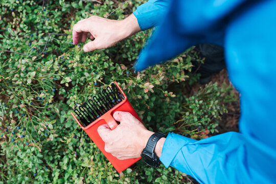 Person foraging for wild blueberries with a berry rake