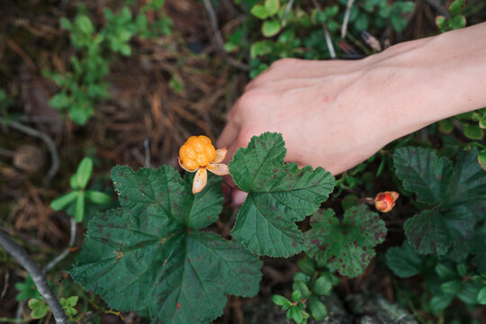 Hand picking a ripe orange cloudberry from a forest plant