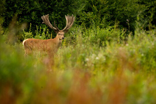 Majestic red deer stag with velvet antlers in summer