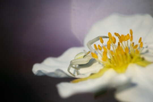 Tiny white crab spider camouflaged on a flower