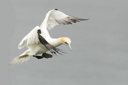A beautiful northern gannet in mid flight