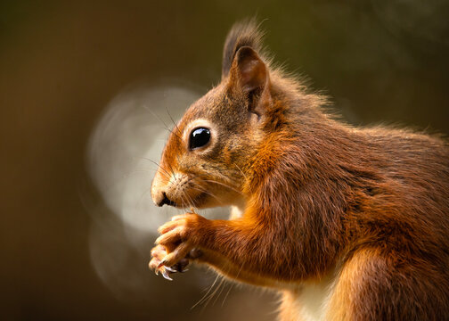 Detailed close up profile of a red squirrel eating