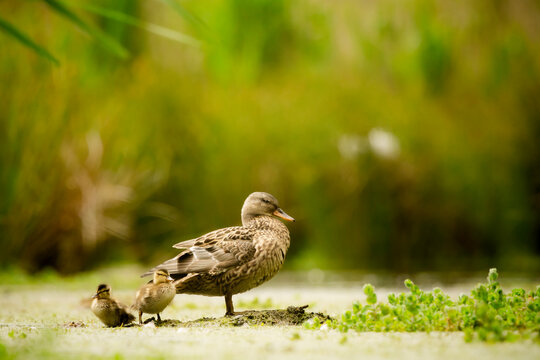 Mother duck watching over her small ducklings