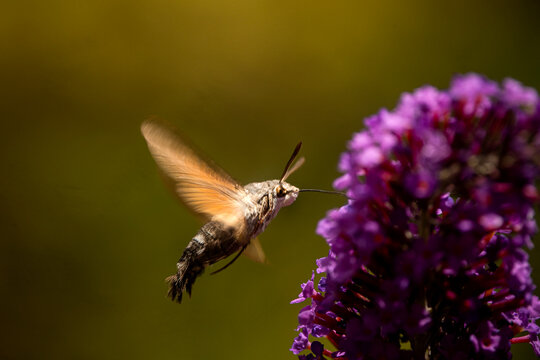 Hummingbird hawk moth hovering by a purple buddleia flower